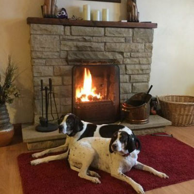 Dogs relaxing in front of the cottage log fire