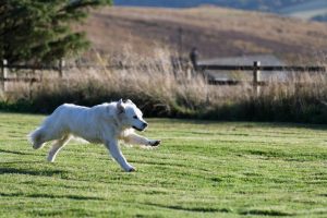 Our Jasper stretching his legs in the dog paddock